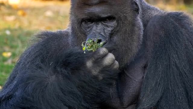 Western lowland gorilla (Gorilla gorilla gorilla) portrait