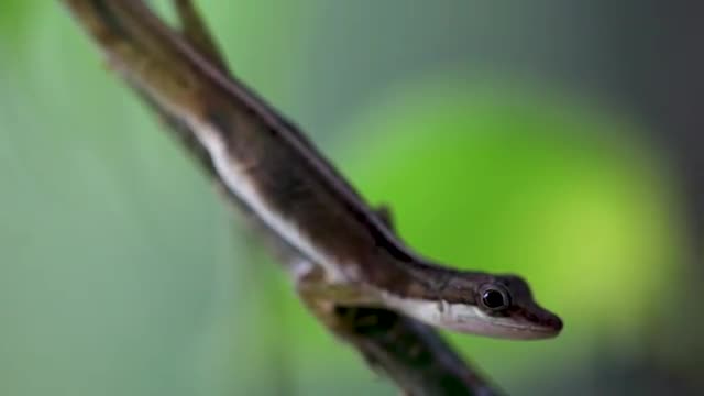 Anolis lizard_costa rica 3.mov