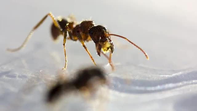 Ant making droplets_macro.mov