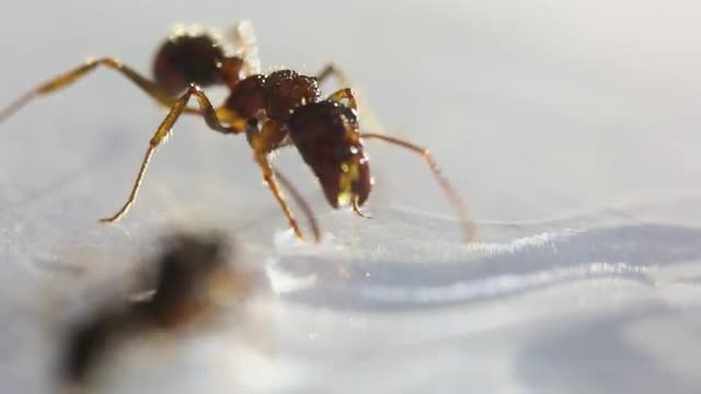 ant on display_macro.mov