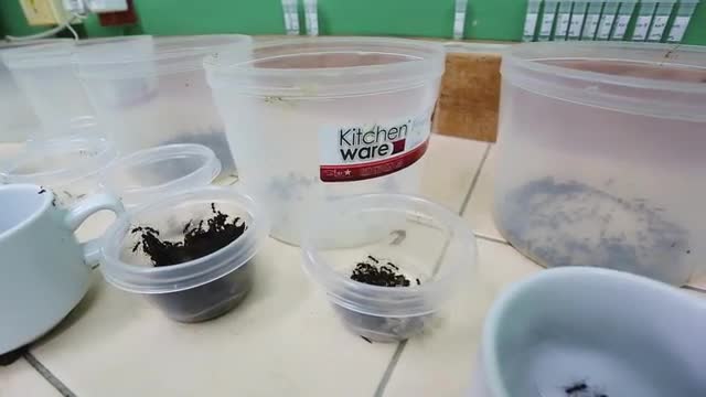 Ants in lab containers_slide.mov