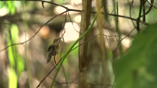 Bird takeoff_high speed.mov