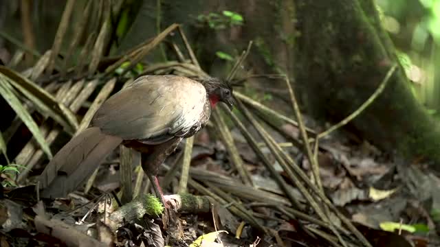 costa rica_bird.mov