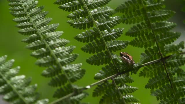frog_leaps from fern leaves.mov