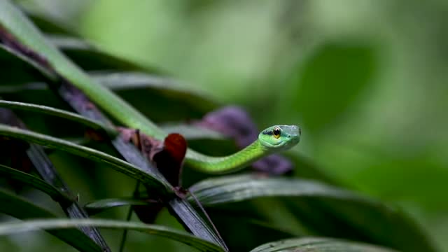 Green Parrot Snake_6.mov
