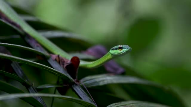 Green Parrot Snake_7.mov