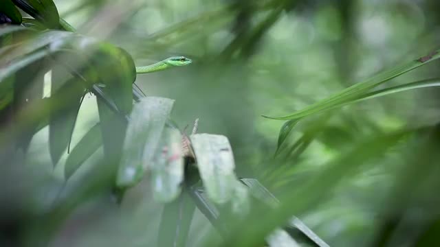 Green Parrot Snake_8.mov