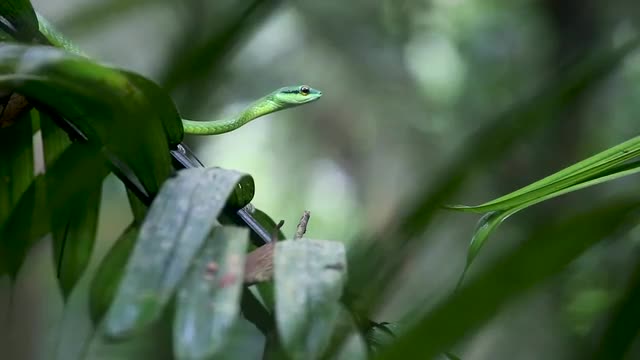 Green Parrot Snake_9.mov