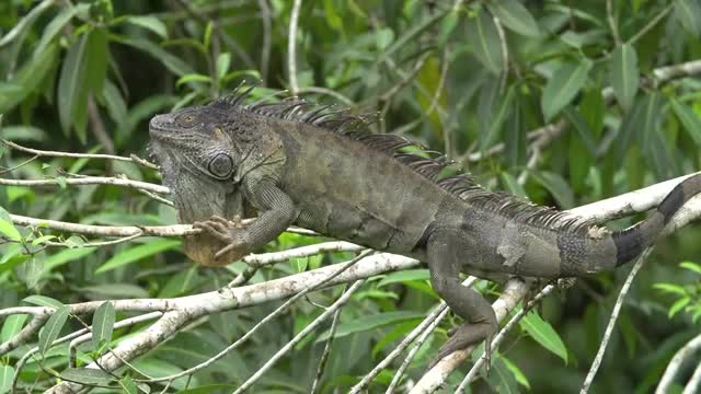 iguana_costa rica_static.mov