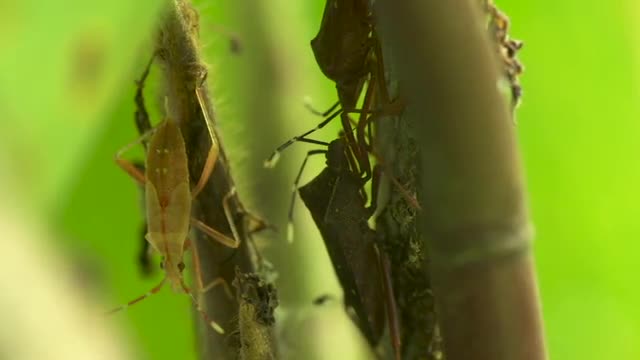 Leaf-footed bugs roosting