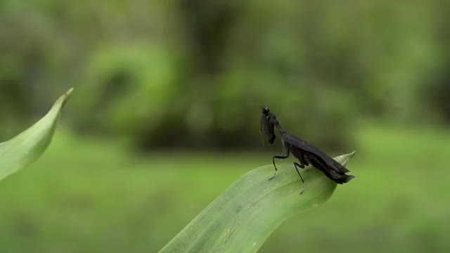 praying matis_black_highspeed.mov