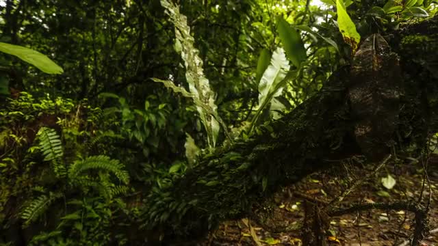 Rainforest Timelapse, rise
