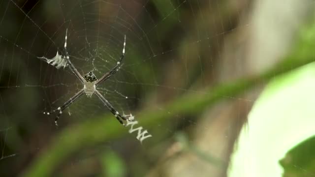 Spider in web, underside view, static
