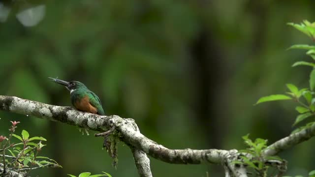 Rufous-tailed jacamar lands on perch, high speed