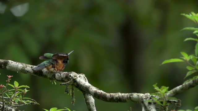Rufous-tailed jacamar stretches wings on perch, high speed