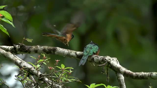 Two rufous-tailed jacamars perched and foraging, high speed