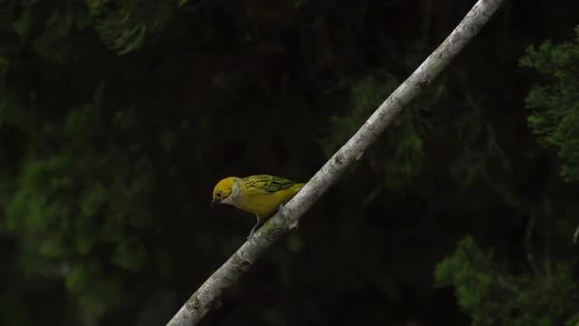 Silver-throated Tanager flies off perch, high speed