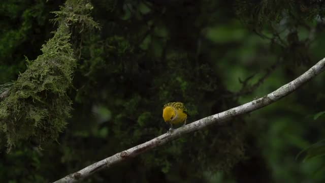 Silver-throated Tanager lands on perch, high speed