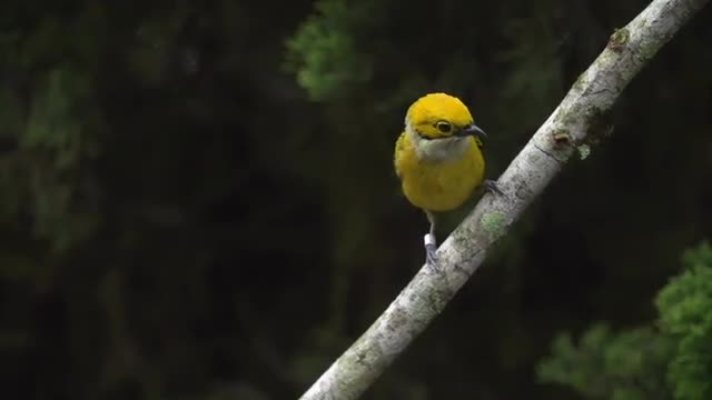 Silver-throated tanager hops off perch, static