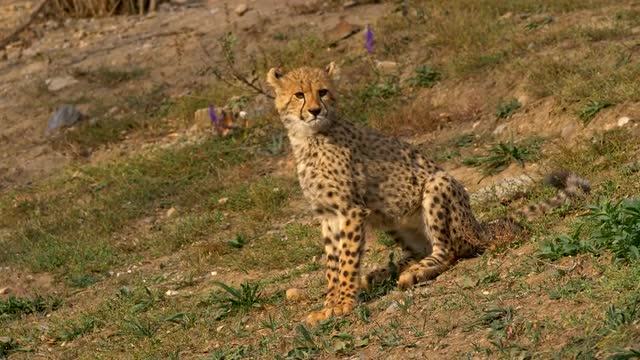 Cheetah (Acinonyx jubatus)