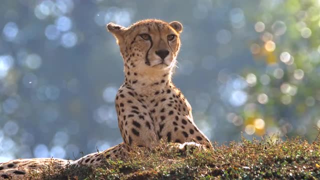 Cheetah (Acinonyx jubatus)