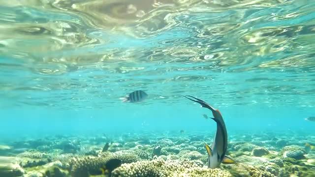 Red Sea Sohal Surgeonfish Eating Coral Reef Underwater