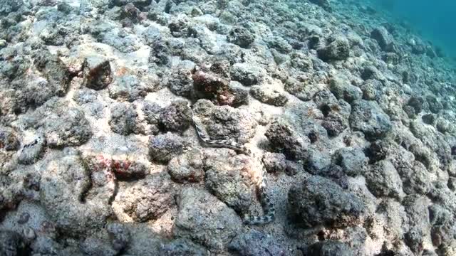 Close rotating view of White Moray Eel as it searches for food under rocks 4K