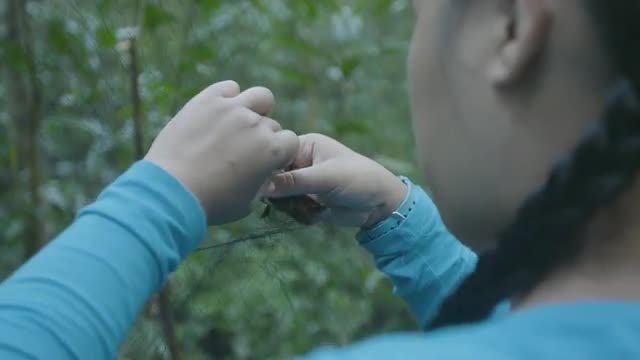 Researcher untangles bird from mist net, close static