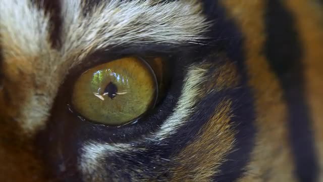Sumatran tiger (Panthera tigris sondaica) eye detail