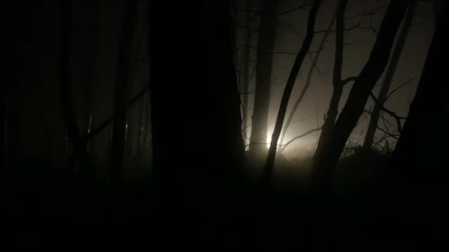 Headlights Through Trees