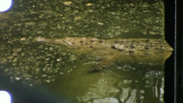 gator_8mm.mov