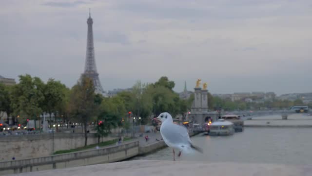 Paris cityscape with waterfront, Eiffel Tower and flying gull