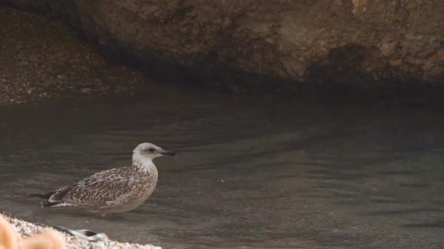 Female sea gull cleans feathers in clear water in shadowed grotto
