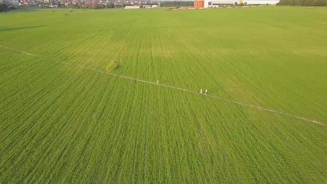 Aerial view of people walking on small path in green farming field. Drone shot