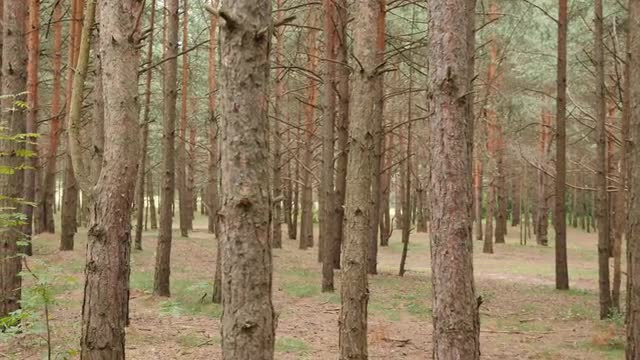 Walking among pine trunks. One lost his way in a forest. POV shot