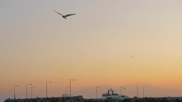 Scene with sea, quay and seagull flying in the sky at sunset