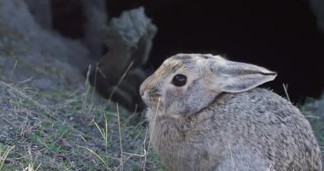 Rabbit sitting at mouth of cave