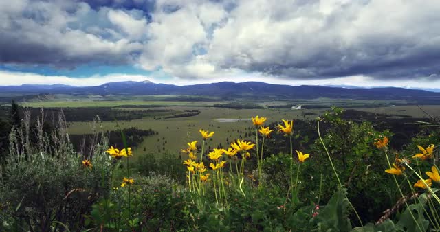 Mountain Range  Vista with Flowers