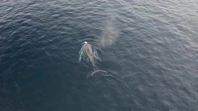 Humpback Surfacing For a Breath &amp; Diving - 4k Drone