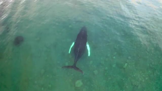 Single Humpback Whale - Shallow Water Norway 02
