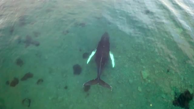 Single Humpback Whale - Shallow Water Norway 03