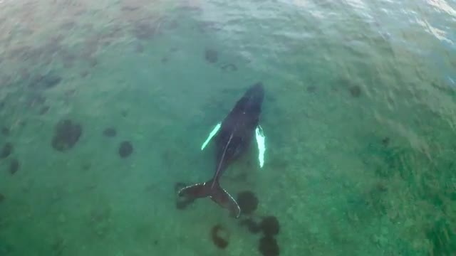 Single Humpback Whale - Shallow Water Norway 04