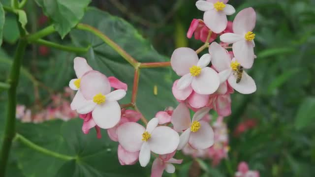 180318Hawaii039.mov