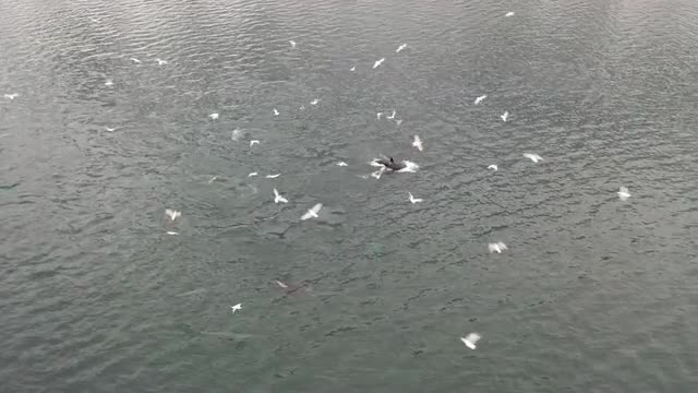 Orcas Feeding In The Snow 03 - Norway