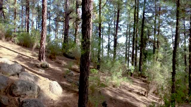 Tenerife Pine Forest Slide Up - 4K