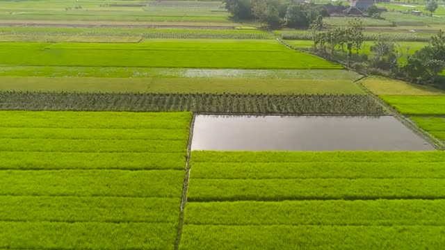 Rice field and agricultural land in indonesia