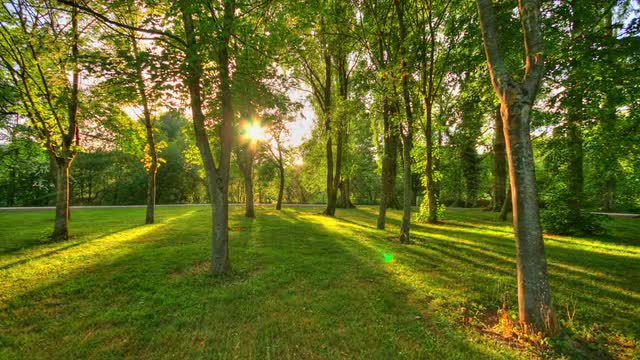 4K motion time lapse of sunset light beams through trees in parc