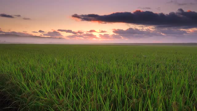Rice field, Aomori Prefecture, Japan