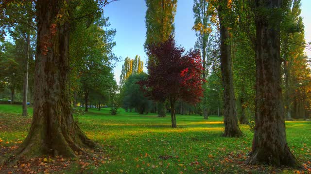 4K motion time lapse of moving sunset shadows in parc