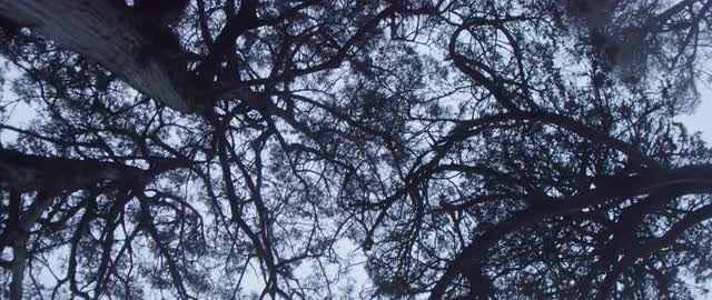 Tree Tops in a Nepalese Forest